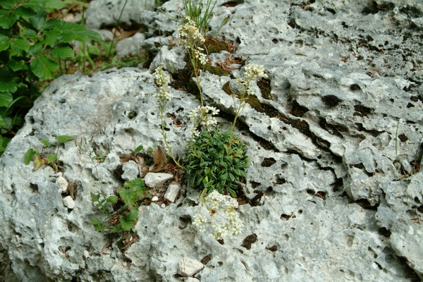 Saxifraga callosa / Sassifraga meridionale